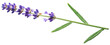 Lavandula or lavender on white background.