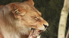 Close-up Of A Lioness Chewing On A Bone. A Wild Animal Eats Prey. Predator Is A Carnivore.