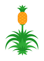 Wall Mural - Pineapple tree with fruit. Vector illustration Isolated on white.