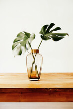 Vase With Green Plant On Table