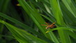 An orange dragonfly perched on a leaf in the park