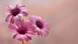 Fototapeta Kwiaty - Kwiaty Osteospermum 