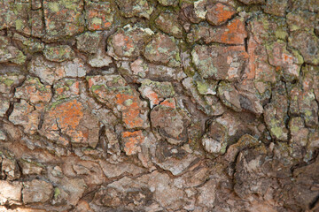 Canvas Print - Background with wood texture of the tree trunk.