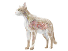 3d Rendered Illustration Of The Cat Anatomy -