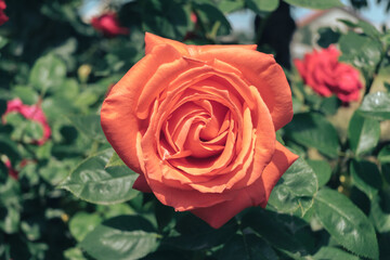 Poster - Close up orange rose flower on a green garden  background. After the rain.