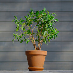 Sticker - A tropical houseplant in a pot stands on a wooden deck on a gray background, a beautiful ficus plant with a blurred background. close-up, blank for the designer, mockup