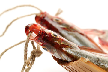 Sticker - Red Gurnard Fish (Chelidonichthys cuculus) on White Background