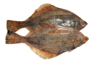 Poster - Whole single fresh flounder on white background 