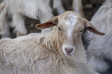 Closeup shot of a sheep with a herd of sheep in the background