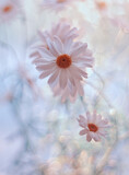 Fototapeta Kwiaty - Kwiaty  Stokrotki w rosie. Daisy Flowers in dew