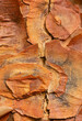 © ADDICTIVE STOCK - Paperbark Maple tree bark