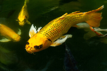 Wall Mural - Fancy carp swimming in a pond. Fancy Carps Fish or Koi Swim in Pond, Movement of Swimming and Space.