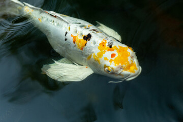 Wall Mural - Fancy carp swimming in a pond. Fancy Carps Fish or Koi Swim in Pond, Movement of Swimming and Space.