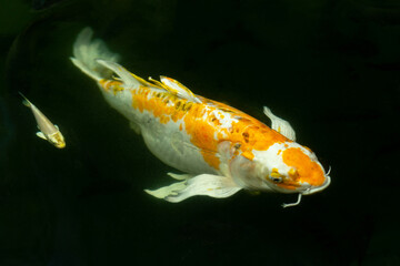 Wall Mural - Fancy carp swimming in a pond. Fancy Carps Fish or Koi Swim in Pond, Movement of Swimming and Space.