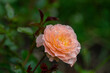 Dewy apricot colored rose bloom