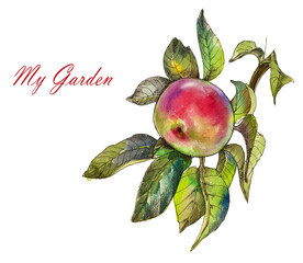 Wall Mural - Watercolor branch red apple with leaves.