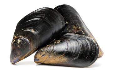 Poster - Fresh mussel on white background