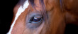 Horse head portrait isolated close up. Beautiful eye of a brown horse on a dark background.