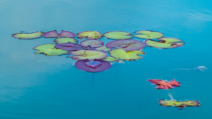 Summer sketch on lake, multicolored water lily leaves on blue green water surface