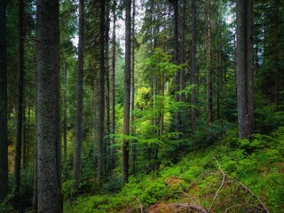 Naklejka na meble coniferous forest with sunshine in the morning