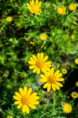 Wall Mural - Field of beauty yellow Dahlberg daisy in the garden. Beautiful blooming flowers fields background in spring season. Flower Wallpaper background