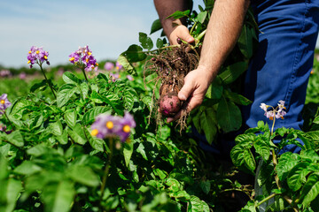 Sticker - Farmers hands with freshly harvested vegetables