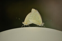Macro Shot Of Garden Whites Butterflies Mating On A Smooth Surface Against A Blurred A Background