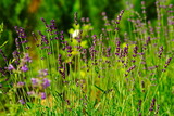 Fototapeta Lawenda - Lawenda  (Lavandula L. ). Czerwcowa grządka, fioletowe kwiaty. Lavender . June beetle, purple flowers. 