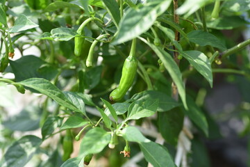 Poster - Sweet green pepper cultivation. Sweet green pepper is Solanaceae's non-spicy pepper and is a nutritious vegetable called Shishito green pepper in Japan.