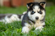 Cute Siberian Husky Puppy With Blue Eyes Sitting In Green Grass On A Summer Day