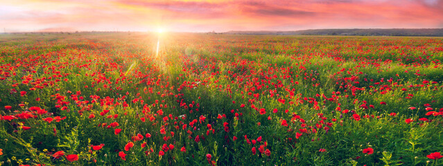 Fotomurales - Blooming poppies field at sunset