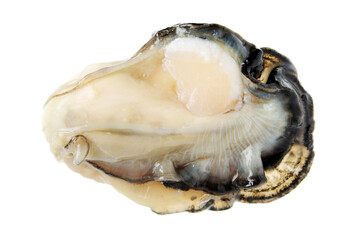 Wall Mural - Fresh oyster on white background