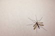 Crane fly on a wall