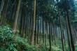 Pines of Lamahatta, Darjeeling, India