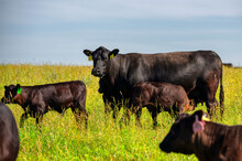 A Black Angus Cow And Calf Graze On A Green Meadow.