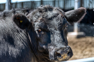 Wall Mural - Black cow in the pasture.