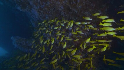 Wall Mural - big shoal of bluestriped snapper fish aka lutjanus kasmira in tropical waters of maldives in shadow 