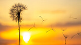 Fototapeta Dmuchawce - Dandelion seeds are flying against the background of the sunset sky. Floral botany of nature