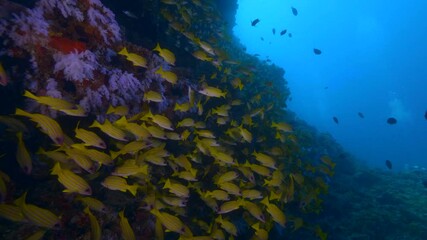 Wall Mural - big shoal of bluestriped snapper fish aka lutjanus kasmira in tropical waters of maldives in shadow 