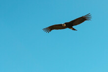 Andean Condor (Vultur Gryphus) Flying With Blue Sky Background, Colca Canyon, Arequipa, Peru.