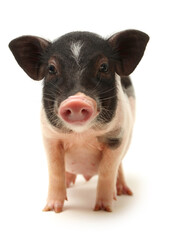 Wall Mural - Cute black small-eared pig on white background 