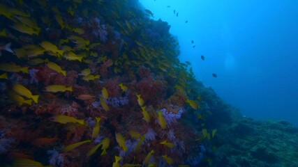 Wall Mural - big shoal of bluestriped snapper fish aka lutjanus kasmira in tropical waters of maldives in shadow 
