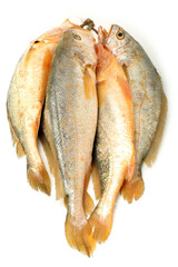 Poster - Yellow Croaker Fish On White background 