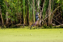 The Green Heron (Butorides Virescens) On The Hunt. Ts A Small Heron Of North And Central America.