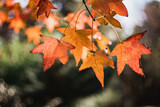 Fototapeta Krajobraz - hojas de otoño arbol naranjas liquid ambar