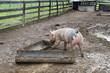 Multicolored pig near a trough in a pen on a farm