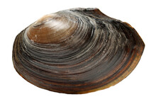 The Swan Mussel (large Species Of Freshwater Mussel) On White Background