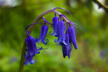 Common English Bluebell (Hyacinthoides Non-scripta) Isolated On A Natural Dark Green Background (3)