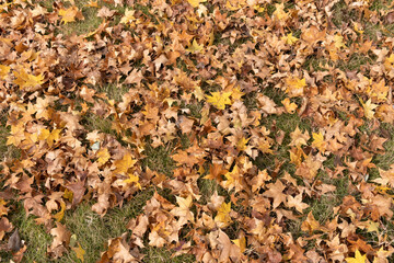Wall Mural - maple tree foliage