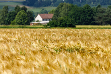 field of barley in summer